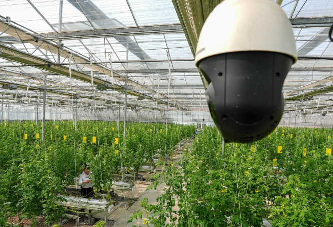 江苏南京：都市现代农业攀高逐新竞春潮